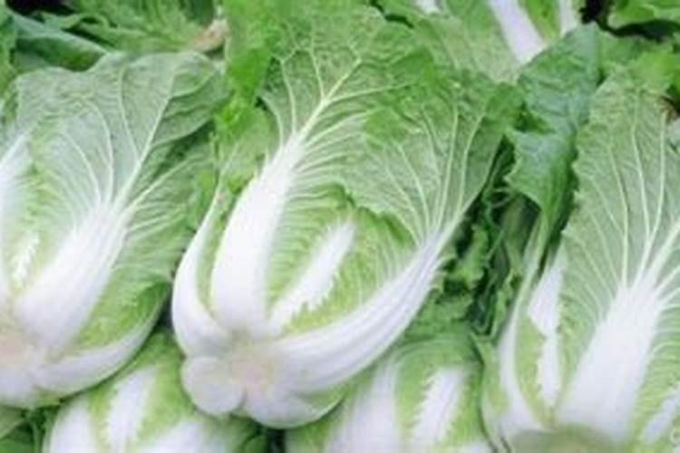 白菜种植技术讲解，白菜的种植方法是什么？