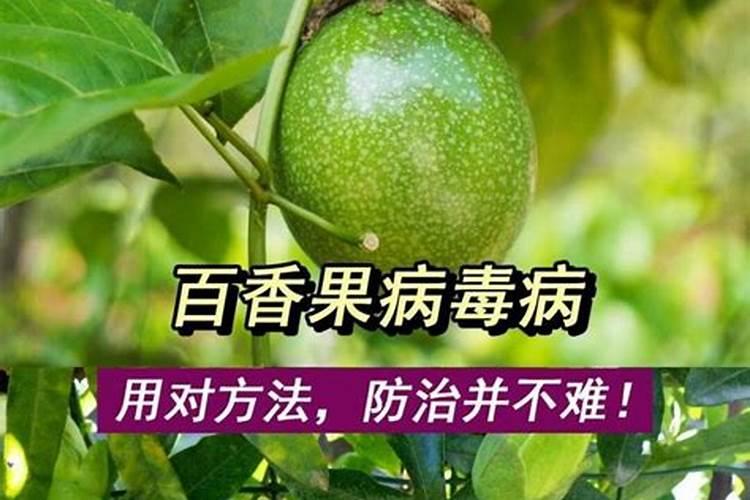 百香果病毒病症状有哪些？如何防治百香果病毒病？