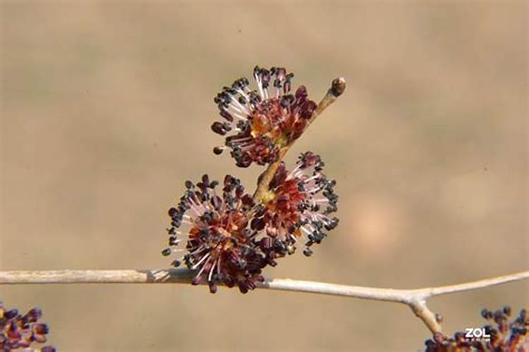 与自然的智慧共舞：榆树花甲虫的生态防治策略