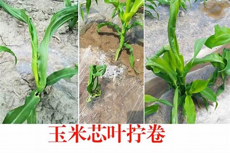 玉米卷叶一次说透，就该这么防治！？