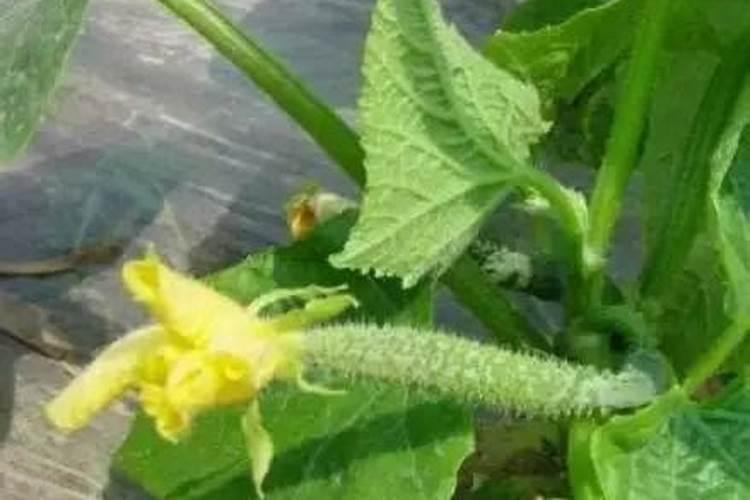 黄瓜花打顶是什么原因导致的？要怎么预防？