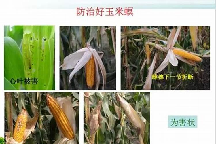 玉米螟危害玉米症状，玉米螟为害玉米症状怎样？