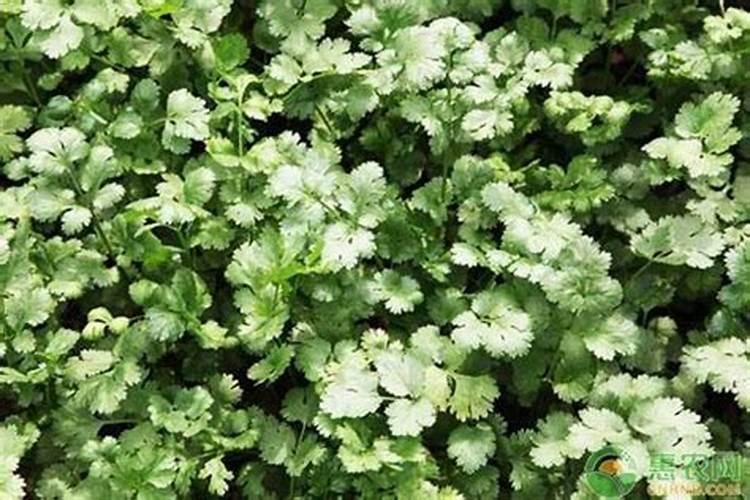 绿色守护者：有效防治香菜叶斑病的药剂选择