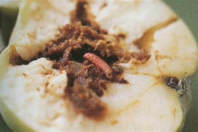 苹果小食心虫怎样治效果好？苹果小食心虫防治技巧