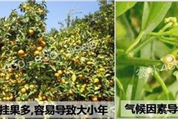什么原因导致大小年明显？