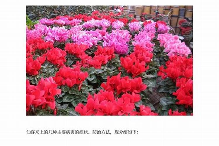 仙客来守护者：战胜病害与虫害的农药秘籍