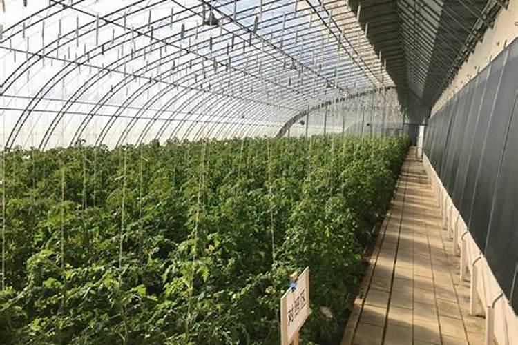 日光温室蔬菜白粉病防治技术详解