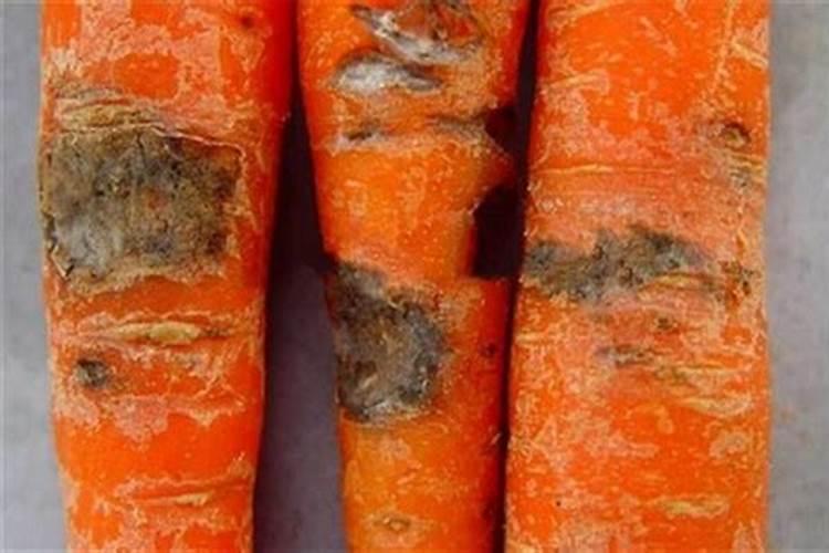 胡萝卜根腐病：解析与防范这一隐蔽的植物杀手