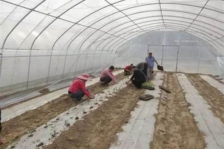 无公害西瓜定植后的温度管理：确保品质与产量的关键