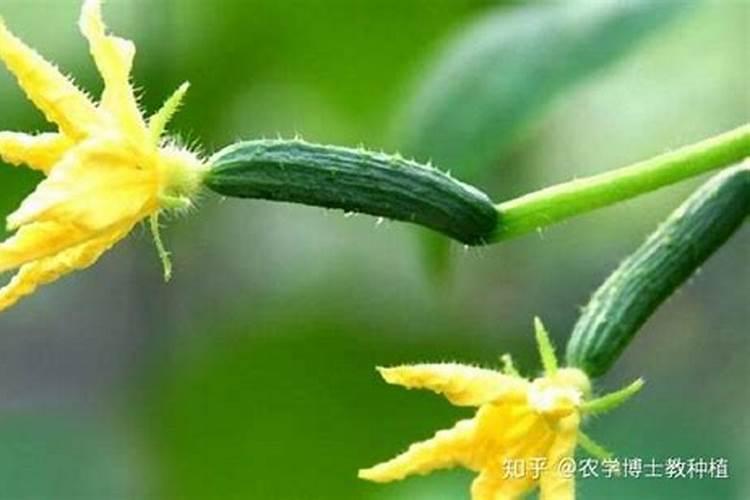 黄瓜插接苗的温度管理：关键因素与技术要点