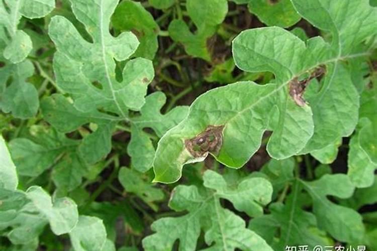什么是真菌病害？什么是细菌病害？