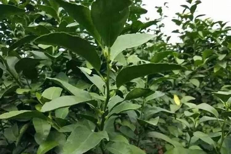 揭秘沙糖桔促花芽分化的关键时刻：掌握正确打药时机