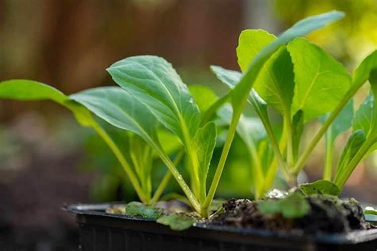 绿意盎然：温室蔬菜种植灌水的艺术与科学