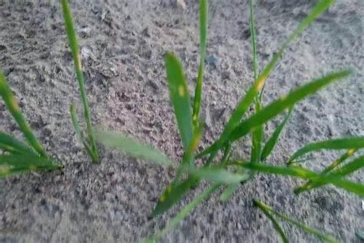小麦为什么会黄苗？小麦黄苗的有效防治技巧