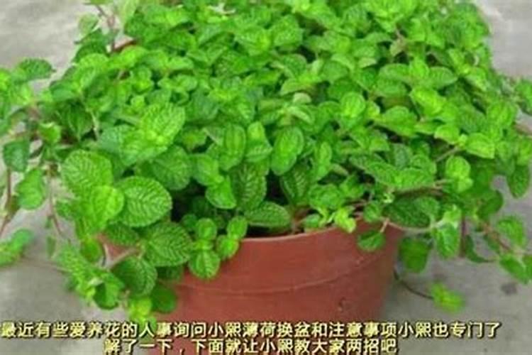 猫薄荷的绿色奇迹：种植方法与注意事项全解析？