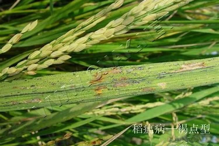 糯米瘟病的防治