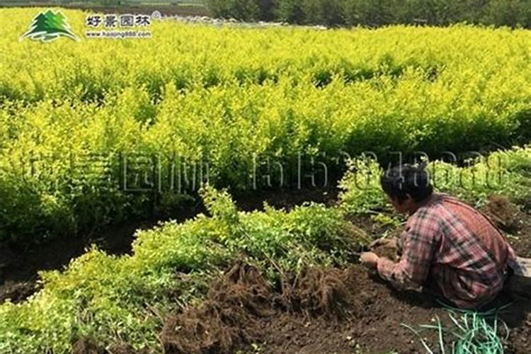 绿化苗木移栽注意事项