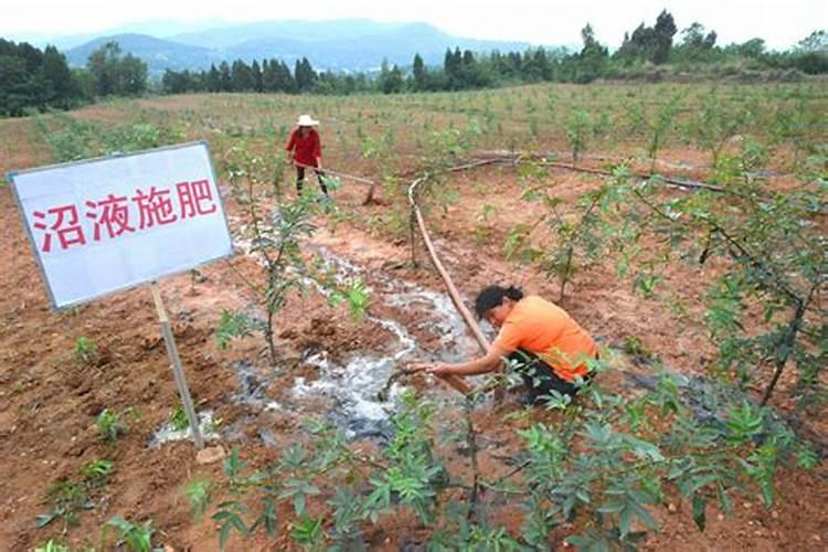 用沼液进行喷施效果真的很不错？