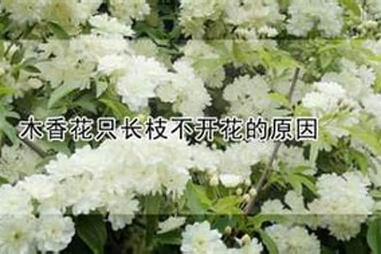 木香花只长枝不开花的原因