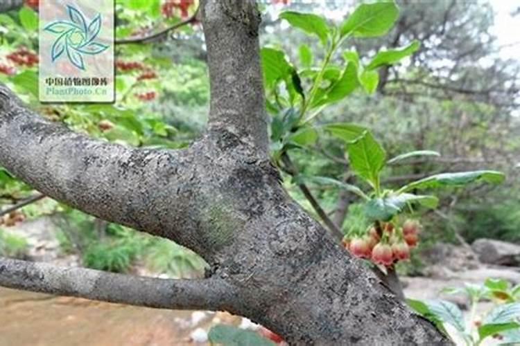 木香花光长叶子不开花原因及处理方法