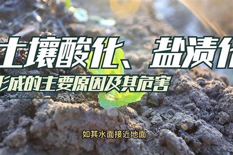 土壤酸化、碱化的原因？