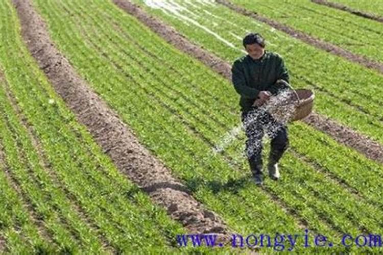 绿色农业的未来：盐碱地小麦的平衡施肥技术