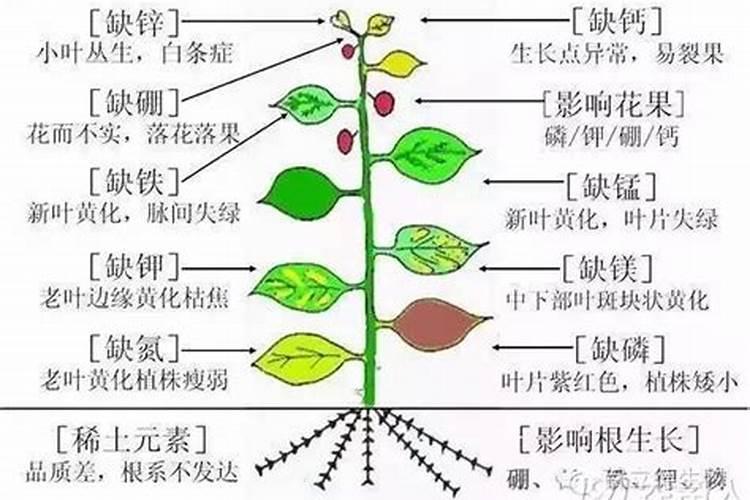 用肥时较常出现哪种“后遗症”？