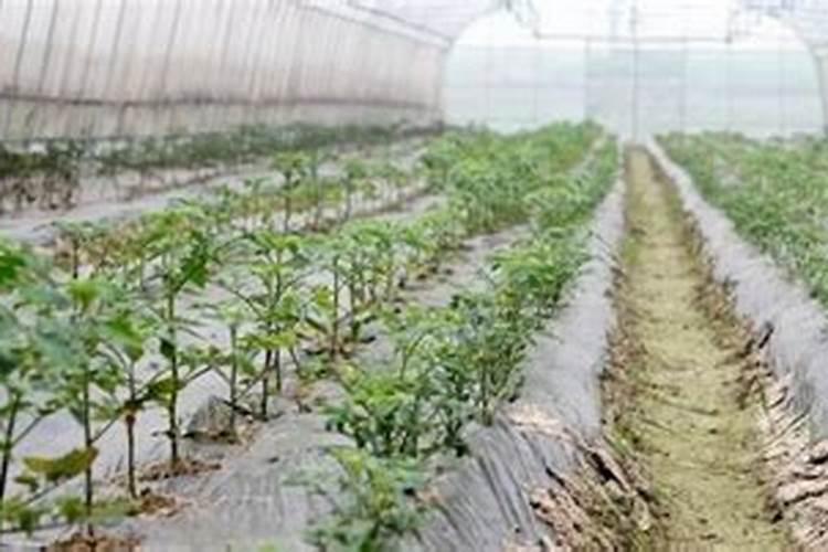 大棚种植蔬菜,很容易出现肥害,都有哪些肥害呢？