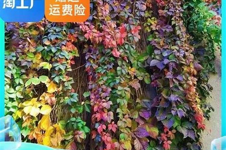 爬山虎盆栽怎么养