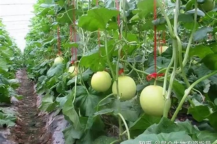 甜瓜使用什么钾肥效果好？