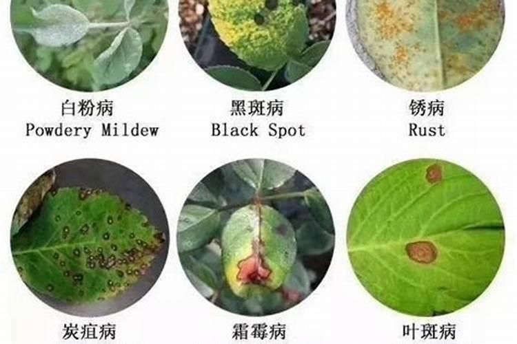 三月节气及相应的病虫防治