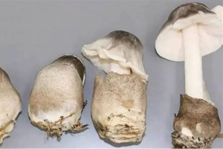 有机草菇如何种植，种植方法有哪些总结？