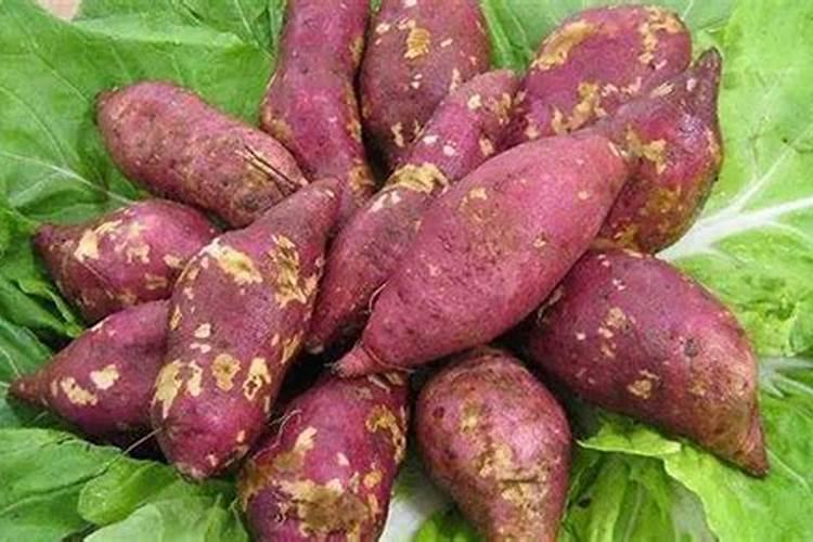 综合施策，守护甘薯——多管齐下防治黑斑病？