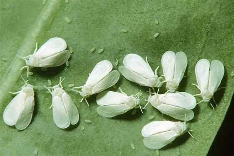 白粉虱如何防治，白粉虱的防治方法？