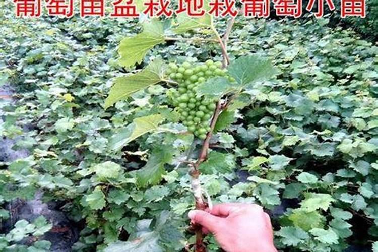 阳台上的葡萄乐园：一步步教你如何种植葡萄树？
