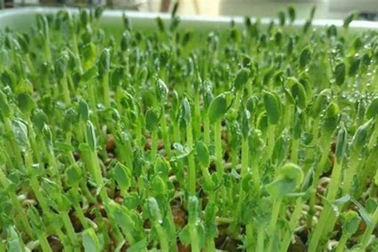 豌豆芽苗期：掌握种植技巧，注意问题，轻松实现高产丰收