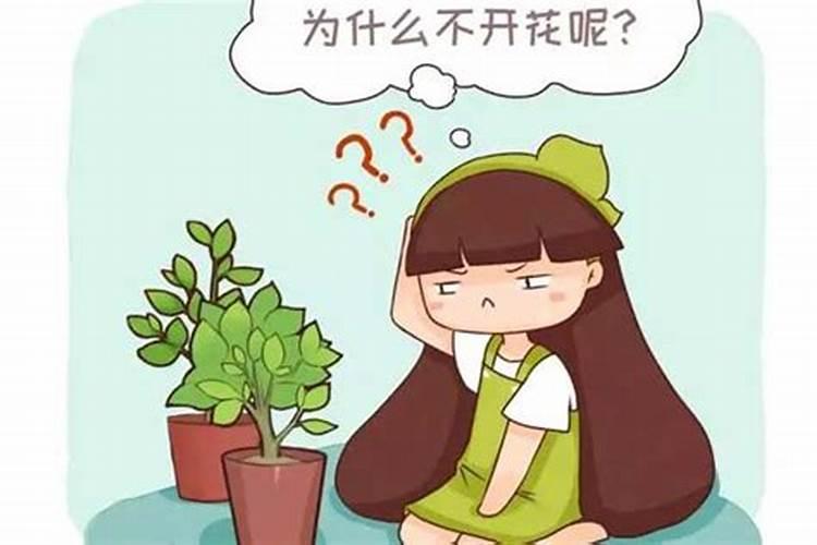 养花不开花的原因是什么？怎么养花呢？