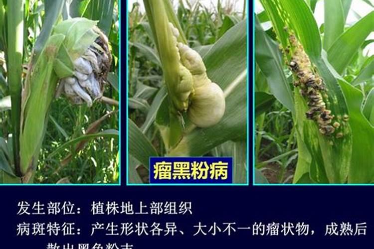 田间守卫战：玉米的虫害与防治策略