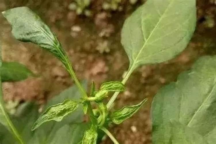 警惕绿意之下的隐患：植物生长调节剂使用不当引发的药害危机