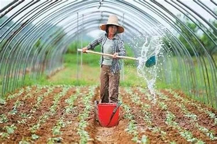 掌握冲施肥料的黄金法则：确保植物健康成长的关键步骤