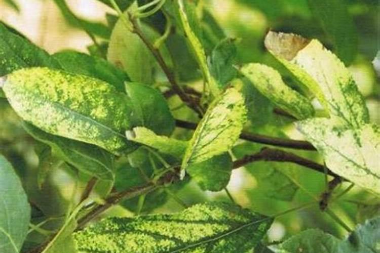 苹果花叶病花叶型的症状表现？