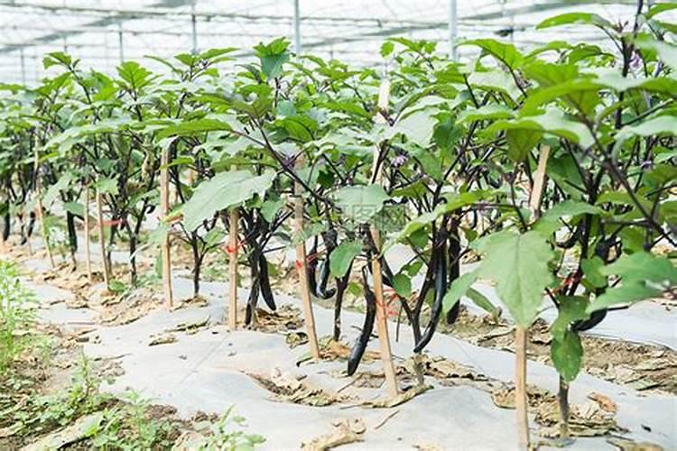 掌握科学方法，高效种植大棚茄子？