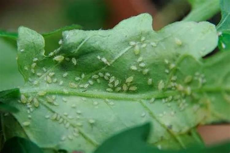 雨后蚜虫：雨水与农业害虫的微妙关系