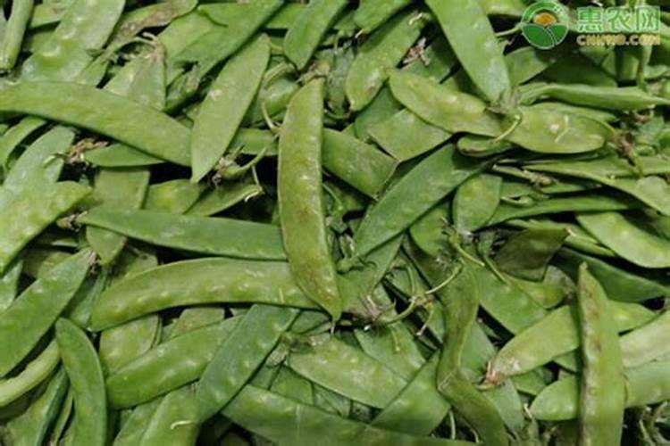 荷兰豆豆荚干枯，是什么原因造成？