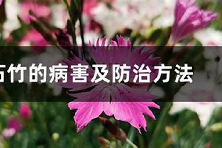 香石竹三大病害防治