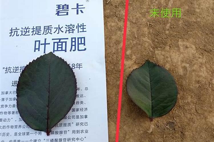 什么叶面肥能把叶片弄绿色？