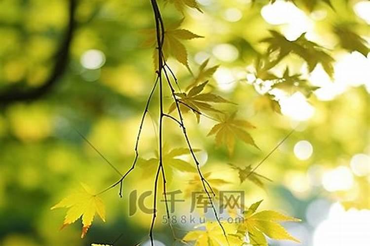 花叶喷什么又绿又亮