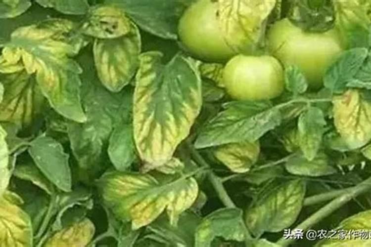 造成蔬菜缺素症的四大原因