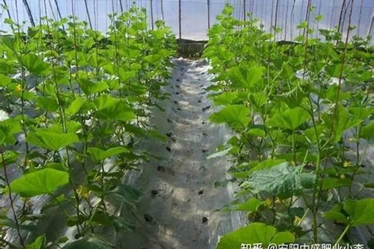 冬季黄瓜的温暖守护者：日光温室肥水管理秘籍