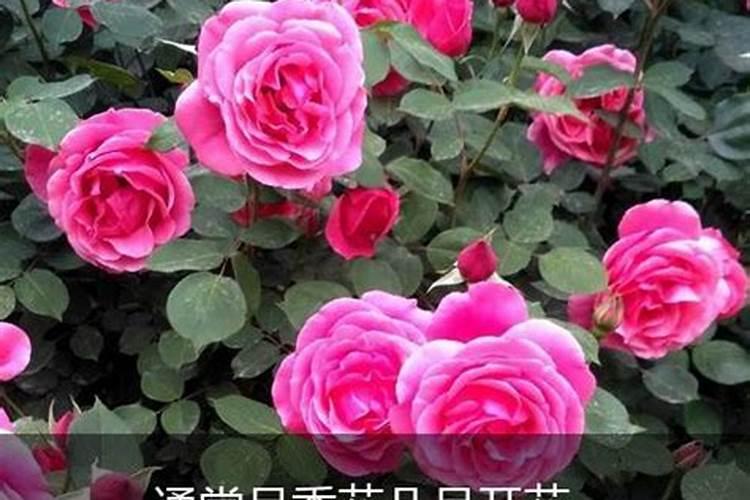 通常月季花几月开花？详解种植技术